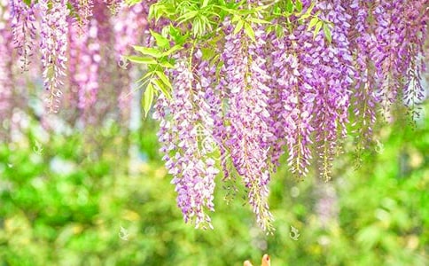 ���ٻ�������ɢ��