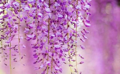 ���ٻ���ɢ��