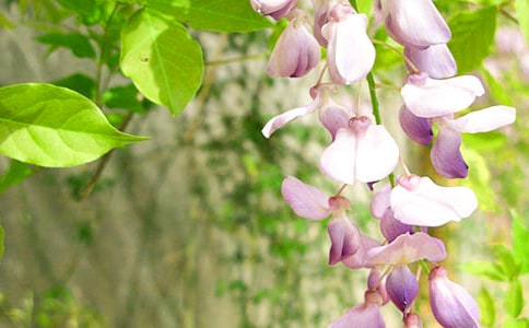 ���ٻ�450������