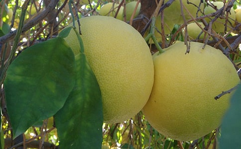 關于柚子的詩句集錦