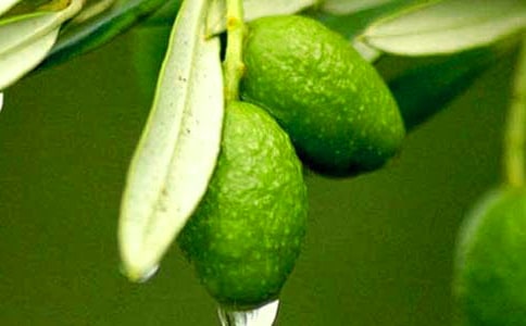 橄欖油的廣告語和介紹