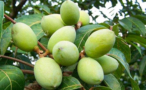 白色橄欖樹讀后感作文800字