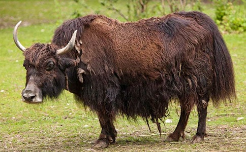 放牦牛的小卓瑪教學(xué)反思