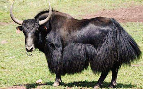 ��ţ�����