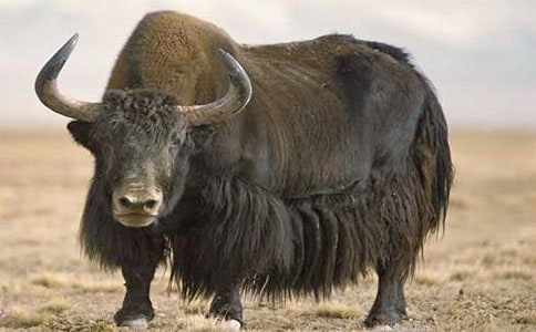 ����ѩɽ��ţƺ�����~