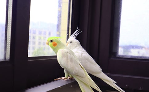 淘氣的小鸚鵡日記