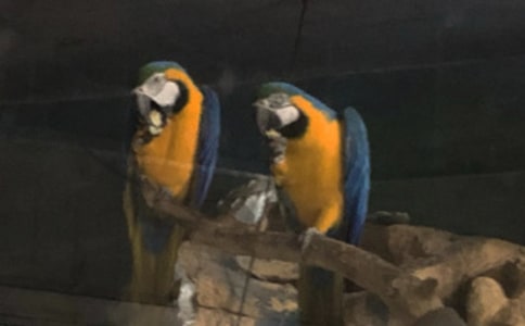 鸚鵡魚的睡衣現代文閱讀答案