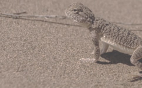 һֻɳĮ���������_С�W������