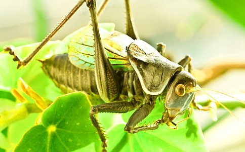 蟋蟀的住宅教案