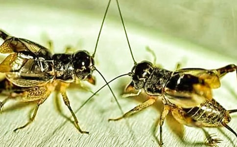 �n�ġ����סլ���ڶ��n�r�̌W�OӋ