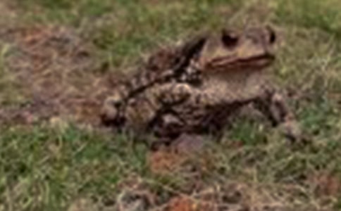 ͯԒ���£�����c��