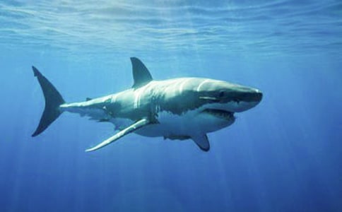 智斗大鯊魚作文