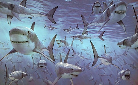 《墻上的鯊魚》讀后感范文