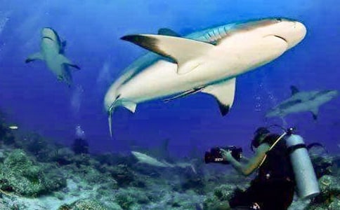 鯊魚歷險(xiǎn)記作文600字