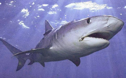 �����~�DƬ��ͨ���P��