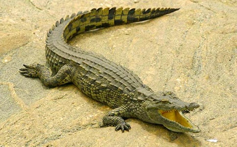 大連鱷魚園導游詞范文