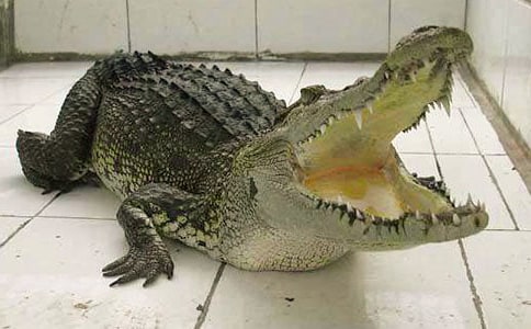 《一只鹿和一千條鱷魚》教案