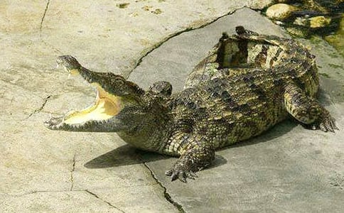 大班體育活動(dòng)《勇闖鱷魚湖》