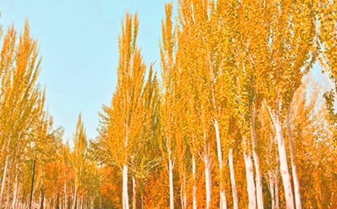 白楊樹的作文400字(精選43篇)