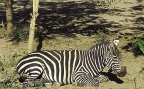 �����A�����R������