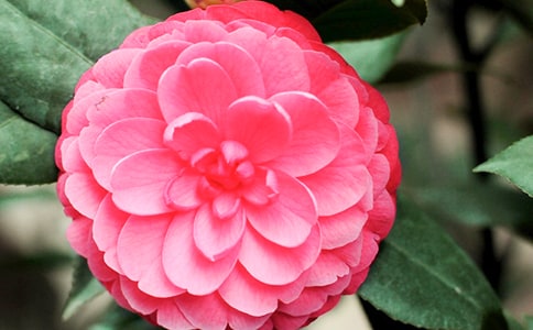 �茑ɽ�軨�����ģ����x57ƪ��