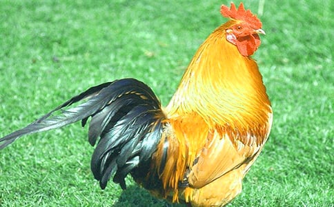 �ö��Ĺ��u����[����]