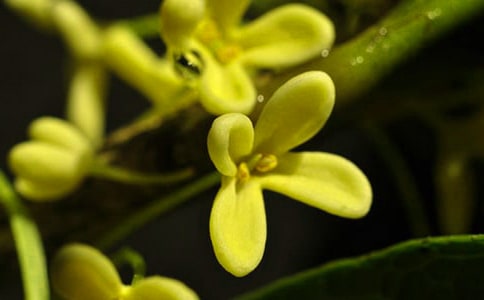 �茑���ӹ𻨵Ĺ�Ԋ��220��