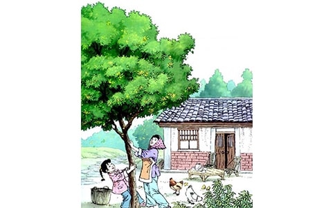 【必備】《桂花雨》評課稿