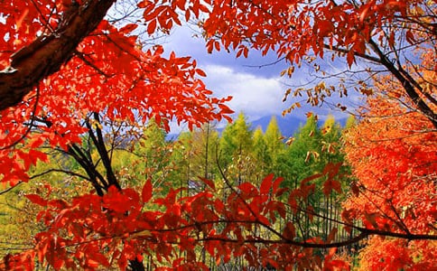 �μt�~�����ģ����x36ƪ��