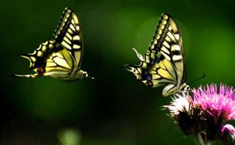 ��������һֻ��������11ƪ