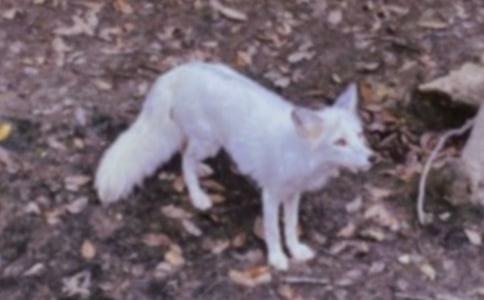 ����Ʒ�����f�ͺ�؂�Ĺ���15ƪ