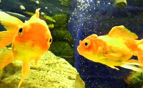 (優秀)小金魚作文