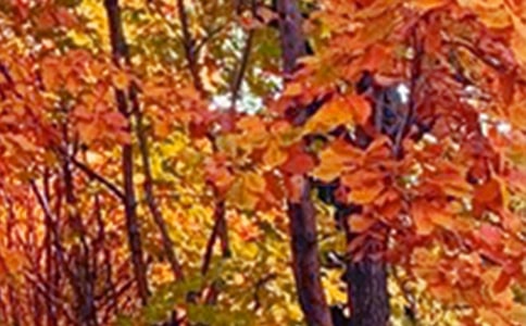 ��߅��ɫ���ģ����x109ƪ��