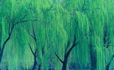 柳樹像什么的擬人句120句