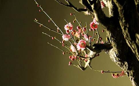 ÷���������ģ����x68ƪ��