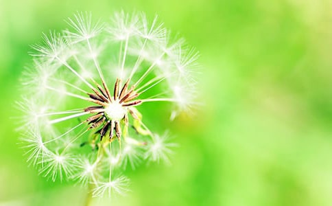 蒲公英的旅程作文(通用50篇)