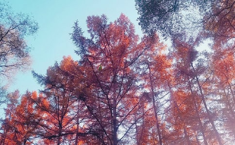 秋日原文及譯文