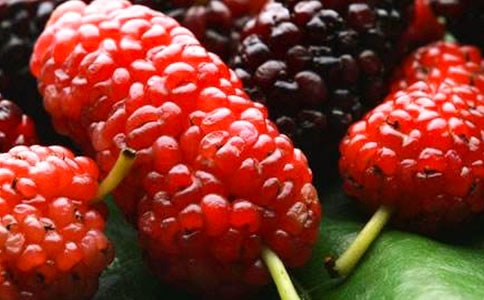 摘桑葚作文優(yōu)選(15篇)