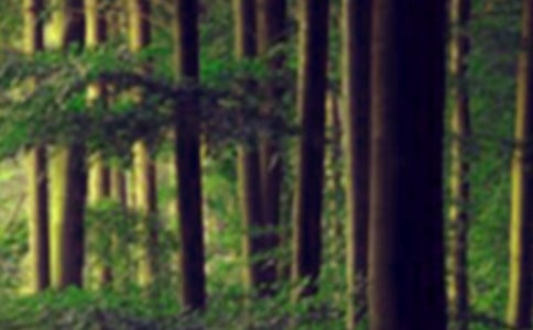 森林防火的作文常用15篇