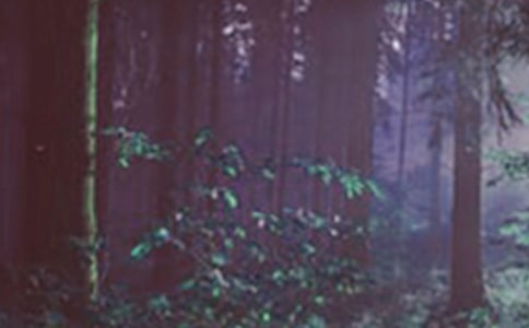 ɭ�ַ���������}�̰������x13ƪ��