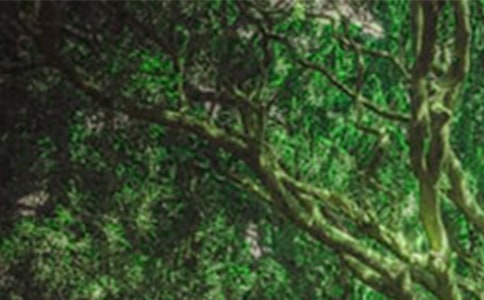 森林防火作文常用【15篇】