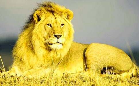 �{�Ӻ͹�ţԢ�Թ��£�ͨ��25ƪ��