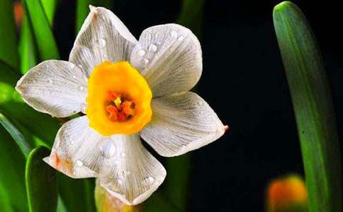 美麗的水仙作文(通用85篇)