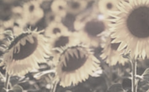 《生機勃勃的太陽花》閱讀答案