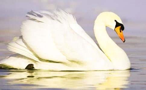 �P�����Z�������ģ�ͨ��78ƪ��