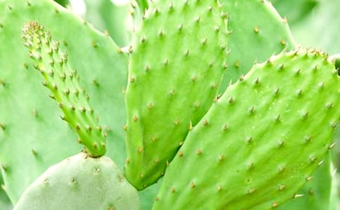 【熱門(mén)】仙人掌觀(guān)察日記