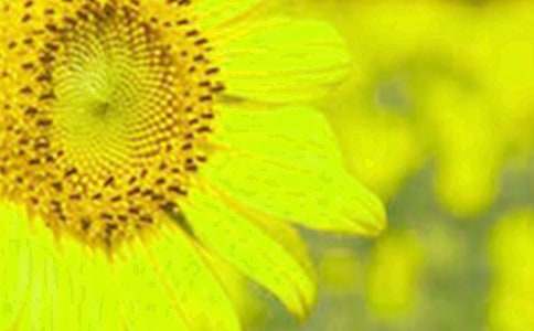 �����տ�������