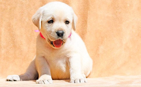 �茑���\��С�����ģ�ͨ��109ƪ��