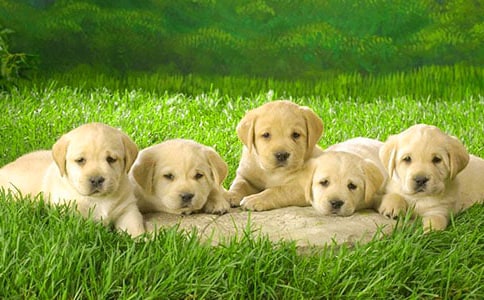 ��ϲ�gС�����ģ����x111ƪ��