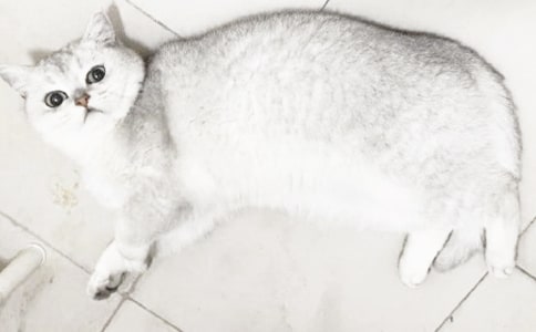 小貓“咪咪”作文(通用62篇)